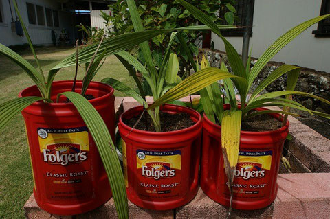 Planters reused by empty coffee containers.