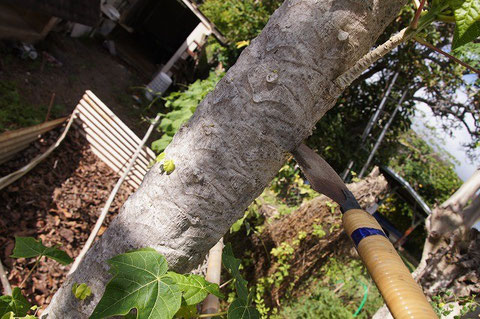 I have been thinking whether I should cut this papaya tree or not.