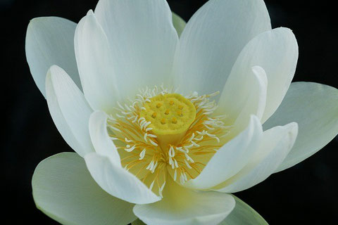 2nd Day Flower. Petal looked white at 6:30 a.m.