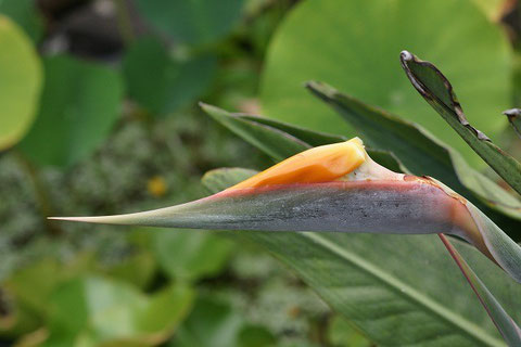 Going to open orange bracts and blue flower.