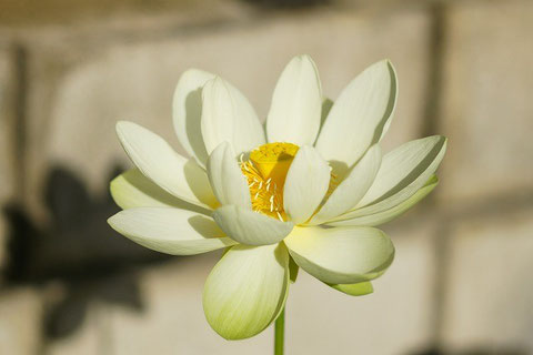 2nd Day flower on August 31 at 8:15 a.m.