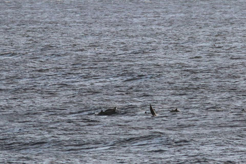A group of spinner dolphins passed Makahuena point around 5:20 p.m. Dolphins are often seen from the shore expecially around Sunrise time.