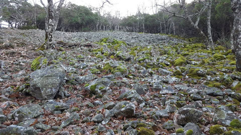 EL 24 DE ENERO SUBIMOS A LO ALTO DE UN CERRO