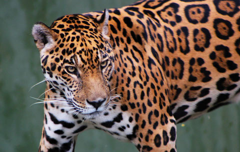 Jaguar (Panthera onca).  Photo Cristobal Alvarado