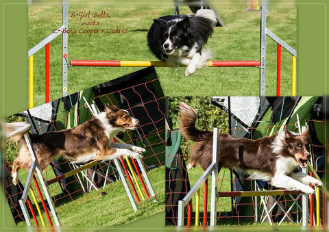 Collage von Steffi, Bella, Cooper und Cedric