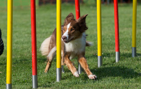 Alva bei ihrer Lieblingsbeschäftigung Agility