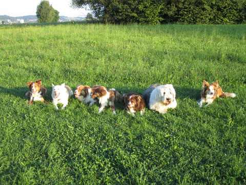 Alle Fellknäuel versammelt... Alva, Kaya, Ari, Ada, Jule, Milo und Anni