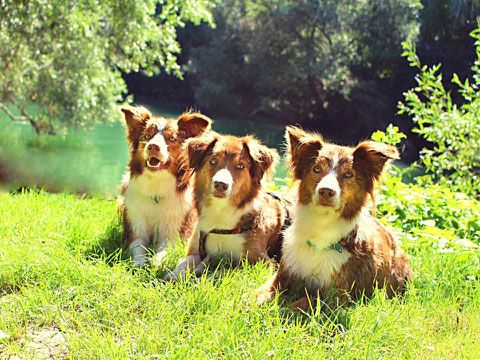 Cali, Ada und Alva