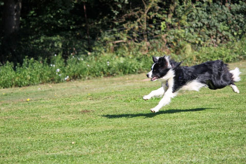 Bo beim Hunderennen