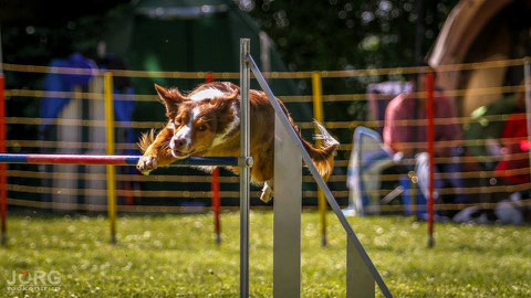 Alvas erstes Turnier nach den Welpen in Grünstadt