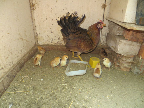 Gallina Linea R.C Leona