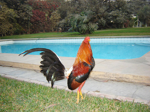 gallo El Principe