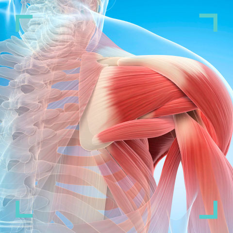Grafische Darstellung der Schulter- und Rückenmuskulatur – Behandlung von Muskelerkrankungen in der Praxis Neuro im Zentrum St. Gallen