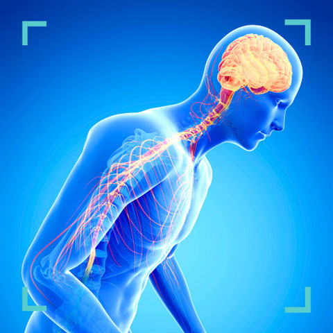 Darstellung eines menschlichen Körpers mit Nervensystem – Behandlung von Parkinsonsyndromen in der neurologischen Praxis St. Gallen