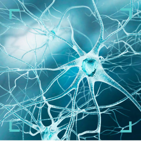 Darstellung von Nervenzellen – Symbolbild für Nerven- und Muskelultraschall in der neurologischen Praxis Neuro im Zentrum St. Gallen