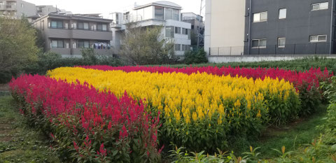 写真：メッセージ賞／Such beauty in the concrete jungle!　SDGs：Protect the Ecosystem ｺﾝｸﾘｰﾄｼﾞｬﾝｸﾞﾙに囲まれた中に、こんなに美しい風景が！持続可能な開発目標：生態系を守りましょう