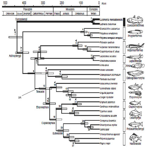 図６　条鰭類の分岐系統樹