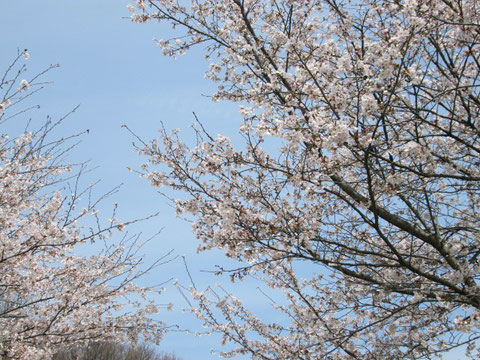 桜/自然の森総合公園/鹿沼総合体育館フォレストアリーナ/春/花