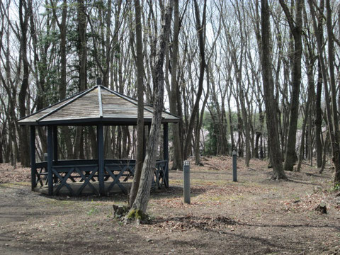 桜/自然の森総合公園/鹿沼総合体育館フォレストアリーナ/春/花