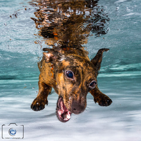 hunde unter wasser hunde unter wasser