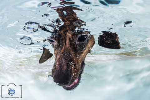 Bild: Hunde Unterwasserfoto Berlin