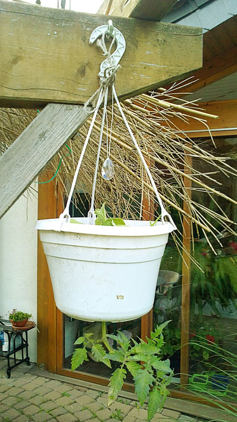 schließlich noch meine vertical growing tomato mit Gurke oben im Kasten