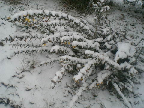 les petites fleurs jaunes des ajoncs sous la neige quelle belle image