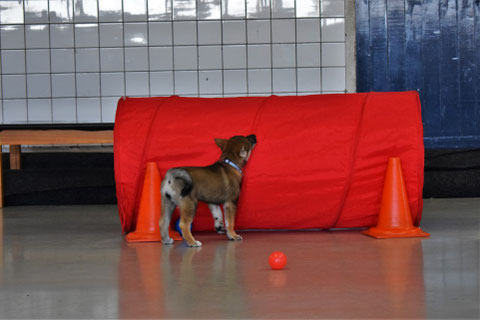 四国犬 Shikoku, nederlandse shikoku fokker, shikoku puppy breeder nl