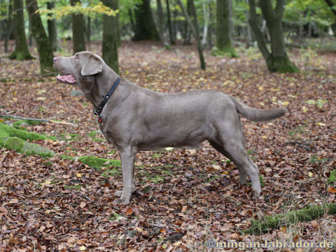 Silberner Labrador Rüde Paddy 