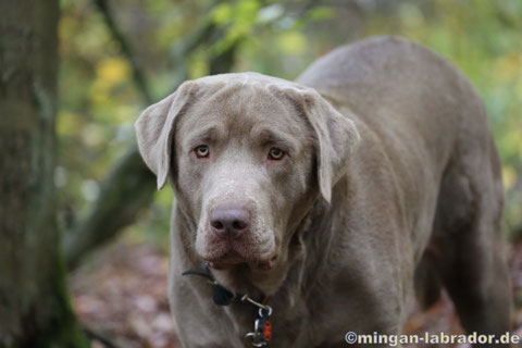 Silberner Labrador Rüde Paddy 