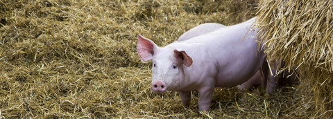 cochons sur paille ferme de la mare meslay lamballe Saint-brieuc cotes d'armor bretagne charcuterie