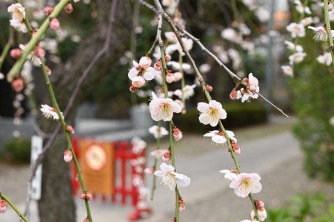 ウメの花,梅の木,うめ,あおじくしだれ