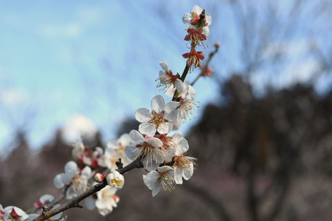 ウメ,うめ,白梅の木の花