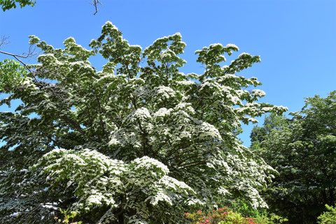 おしゃれな木 何