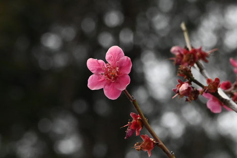 ウメの木,梅,うめ,くれないちどり
