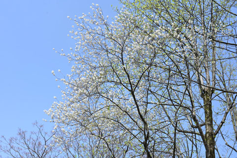 ジューンベリー