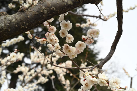 白梅の木