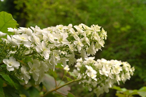 カシワバアジサイ