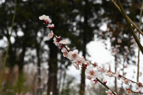 梅の木,やえあさひ