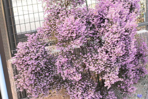 お洒落な木 おすすめ