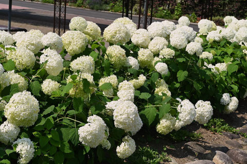 お洒落な庭木,オシャレな植木