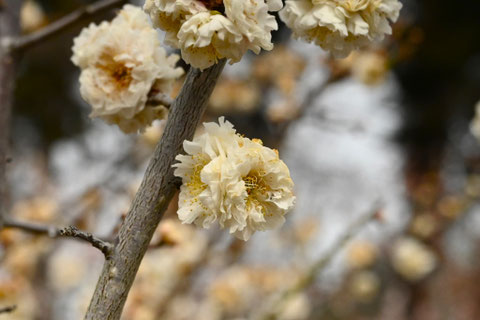 黄色い梅の花