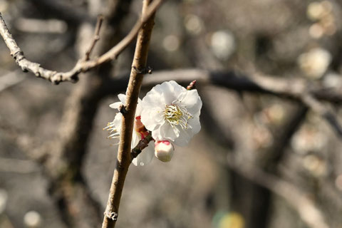 ウメの木の花,梅の木,うめ