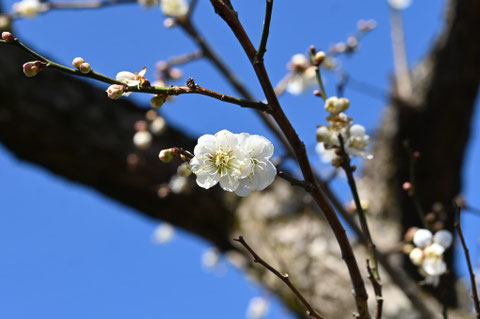 白い花が咲く梅の種類,梅の木