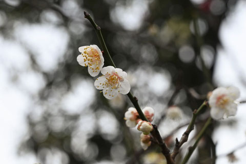 ウメ,うめ,梅の木,白梅,品種