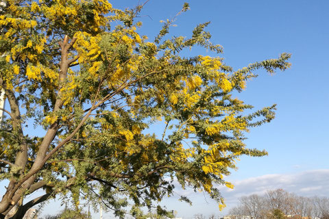 お洒落な庭木,種類