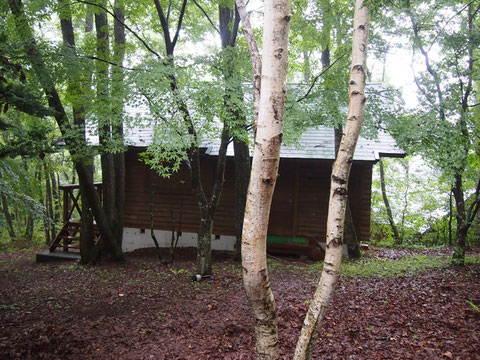 真夏はカブトムシが沢山観れるらしい。