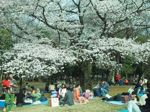 だーさんの後ろ姿。桜の枝の真下がとても気持ちよかった^^