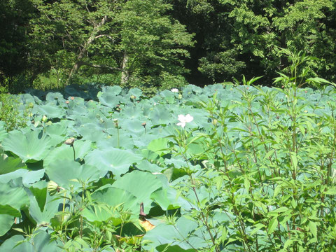 夏も終わりに近づいてきたけれど、蓮がまだ少し残っていて嬉しい^^