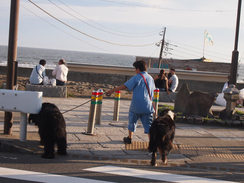 由比ヶ浜の海で不動産のお兄さんが下してくれました。おっきい犬のさんぽ